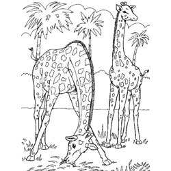 Dibujo para colorear: Jirafa (Animales) #7277 - Dibujos para Colorear e Imprimir Gratis