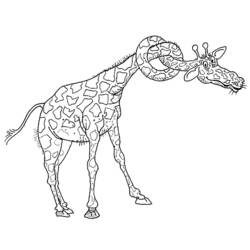 Dibujo para colorear: Jirafa (Animales) #7301 - Dibujos para Colorear e Imprimir Gratis