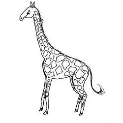 Dibujo para colorear: Jirafa (Animales) #7323 - Dibujos para Colorear e Imprimir Gratis