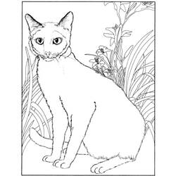 Dibujo para colorear: Kitten (Animales) #18205 - Dibujos para Colorear e Imprimir Gratis