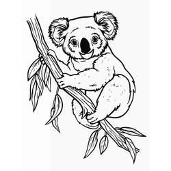 Dibujo Koala (Animales) #217747 para imprimir y colorear