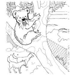 Dibujo para colorear: Koala (Animales) #9307 - Dibujos para Colorear e Imprimir Gratis