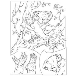 Dibujo para colorear: Koala (Animales) #9427 - Dibujos para Colorear e Imprimir Gratis