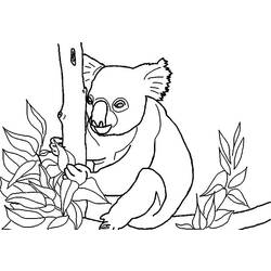 Dibujo para colorear: Koala (Animales) #9456 - Dibujos para Colorear e Imprimir Gratis
