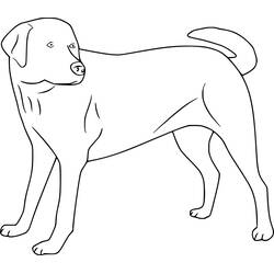 Dibujo para colorear: Labrador (Animales) #220736 - Dibujos para Colorear e Imprimir Gratis