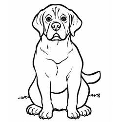 Dibujo para colorear: Labrador (Animales) #220753 - Dibujos para Colorear e Imprimir Gratis