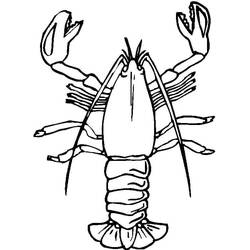 Dibujo para colorear: Langosta (Animales) #186720 - Dibujos para Colorear e Imprimir Gratis