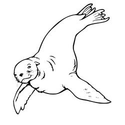Dibujo León Marino (Animales) #192532 para imprimir y colorear
