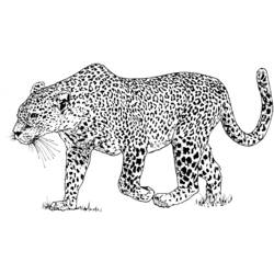 Dibujos para colorear: Leopardo - Dibujos para colorear