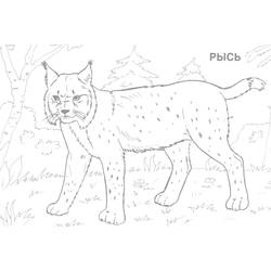 Dibujo para colorear: Lince (Animales) #10811 - Dibujos para Colorear e Imprimir Gratis