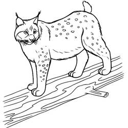 Dibujo Lince (Animales) #189237 para imprimir y colorear