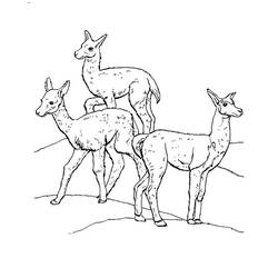 Dibujo para colorear: Llama (Animales) #179519 - Dibujos para Colorear e Imprimir Gratis