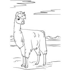 Dibujo para colorear: Llama (Animales) #179525 - Dibujos para Colorear e Imprimir Gratis