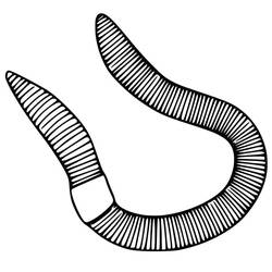 Dibujo para colorear: Lombriz (Animales) #214602 - Dibujos para Colorear e Imprimir Gratis