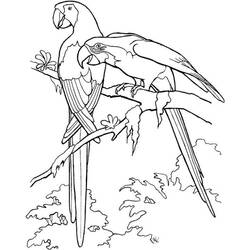Dibujo para colorear: Loro (Animales) #16071 - Dibujos para Colorear e Imprimir Gratis