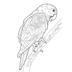 Dibujo para colorear: Loro (Animales) #16076 - Dibujos para Colorear e Imprimir Gratis