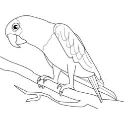 Dibujo para colorear: Loro (Animales) #16085 - Dibujos para Colorear e Imprimir Gratis