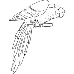 Dibujo para colorear: Loro (Animales) #16091 - Dibujos para Colorear e Imprimir Gratis