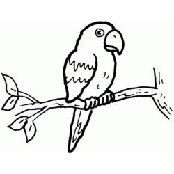 Dibujo para colorear: Loro (Animales) #16099 - Dibujos para Colorear e Imprimir Gratis