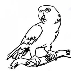 Dibujo para colorear: Loro (Animales) #16105 - Dibujos para Colorear e Imprimir Gratis