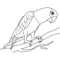 Dibujo para colorear: Loro (Animales) #16191 - Dibujos para Colorear e Imprimir Gratis