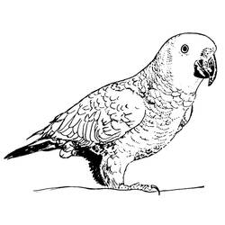 Dibujo para colorear: Loro (Animales) #16251 - Dibujos para Colorear e Imprimir Gratis
