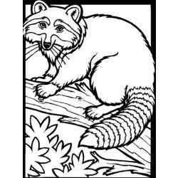 Dibujo para colorear: Mapache (Animales) #19991 - Dibujos para Colorear e Imprimir Gratis