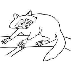 Dibujo para colorear: Mapache (Animales) #208491 - Dibujos para Colorear e Imprimir Gratis