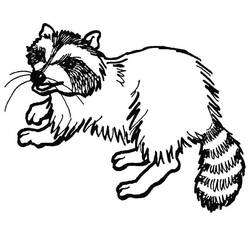 Dibujo para colorear: Mapache (Animales) #208496 - Dibujos para Colorear e Imprimir Gratis