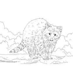 Dibujo para colorear: Mapache (Animales) #208499 - Dibujos para Colorear e Imprimir Gratis