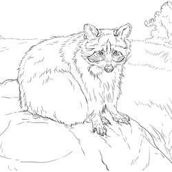 Dibujo para colorear: Mapache (Animales) #208500 - Dibujos para Colorear e Imprimir Gratis