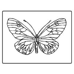 Dibujo para colorear: Mariposa (Animales) #15669 - Dibujos para Colorear e Imprimir Gratis