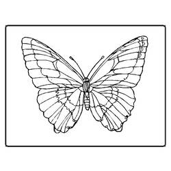 Dibujo para colorear: Mariposa (Animales) #15673 - Dibujos para Colorear e Imprimir Gratis