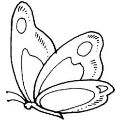 Dibujo para colorear: Mariposa (Animales) #15685 - Dibujos para Colorear e Imprimir Gratis