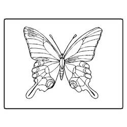 Dibujo para colorear: Mariposa (Animales) #15694 - Dibujos para Colorear e Imprimir Gratis