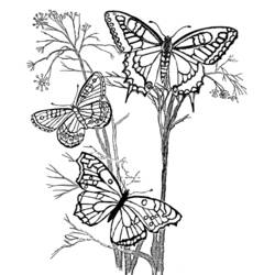 Dibujo para colorear: Mariposa (Animales) #15716 - Dibujos para Colorear e Imprimir Gratis