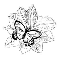 Dibujo para colorear: Mariposa (Animales) #15815 - Dibujos para Colorear e Imprimir Gratis