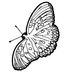 Dibujo para colorear: Mariposa (Animales) #15837 - Dibujos para Colorear e Imprimir Gratis