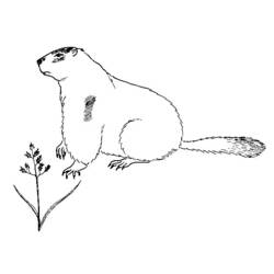 Dibujo para colorear: Marmota (Animales) #10897 - Dibujos para Colorear e Imprimir Gratis