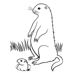 Dibujo para colorear: Marmota (Animales) #10999 - Dibujos para Colorear e Imprimir Gratis