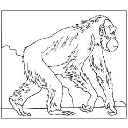 Dibujo para colorear: Mono (Animales) #14227 - Dibujos para Colorear e Imprimir Gratis