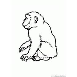 Dibujo para colorear: Mono (Animales) #14295 - Dibujos para Colorear e Imprimir Gratis