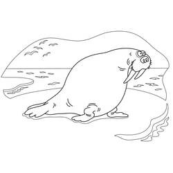 Dibujo Morsa (Animales) #208671 para imprimir y colorear