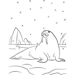 Dibujo Morsa (Animales) #208673 para imprimir y colorear