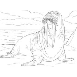 Dibujo Morsa (Animales) #208691 para imprimir y colorear
