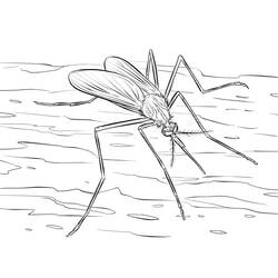 Dibujo Mosquito (Animales) #207177 para imprimir y colorear