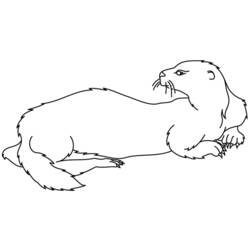 Dibujo para colorear: Nutria (Animales) #10641 - Dibujos para Colorear e Imprimir Gratis