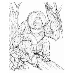 Dibujo para colorear: Orangután (Animales) #191565 - Dibujos para Colorear e Imprimir Gratis