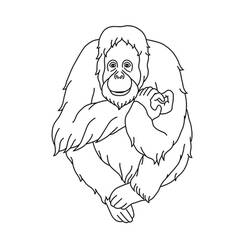Dibujo para colorear: Orangután (Animales) #191567 - Dibujos para Colorear e Imprimir Gratis