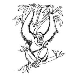 Dibujo para colorear: Orangután (Animales) #191569 - Dibujos para Colorear e Imprimir Gratis